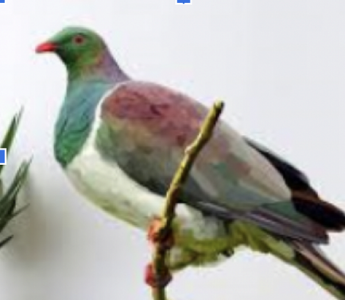 Kererū (pronounced keh-reh-roo) Native wood pigeon