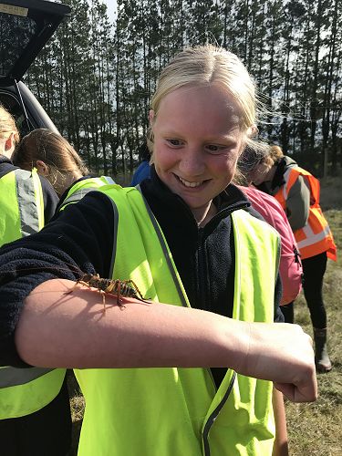 Dorthery the weta nui