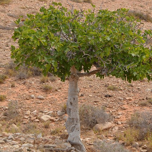 Fig Tree