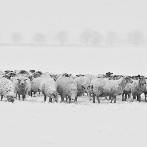 Winter in rural South Island