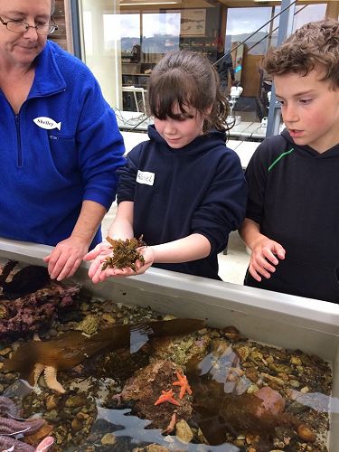 Rachel will a spunky camouflage crab