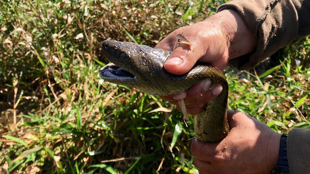 gumboots anaconda