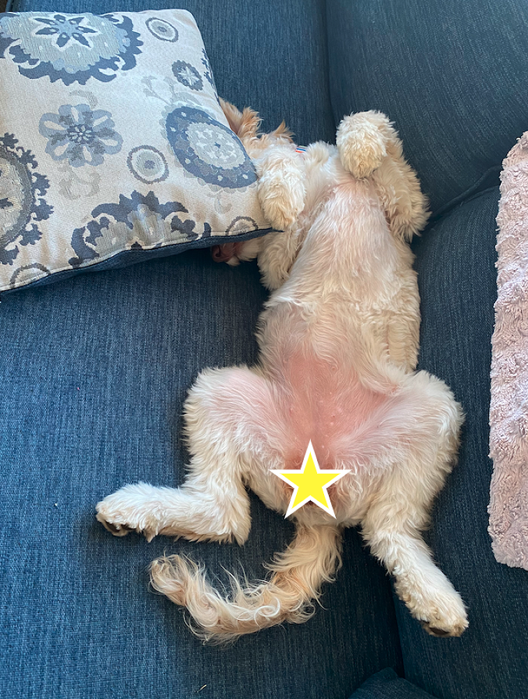 Maggie's Corner — Pānui / Newsletter 1, February 2023