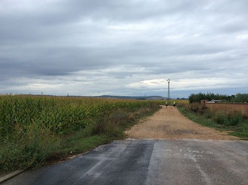 Day 15 Corn and pilgrims leading to Hospital de Orbigo