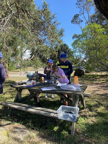 Peering at shells through the microscope.