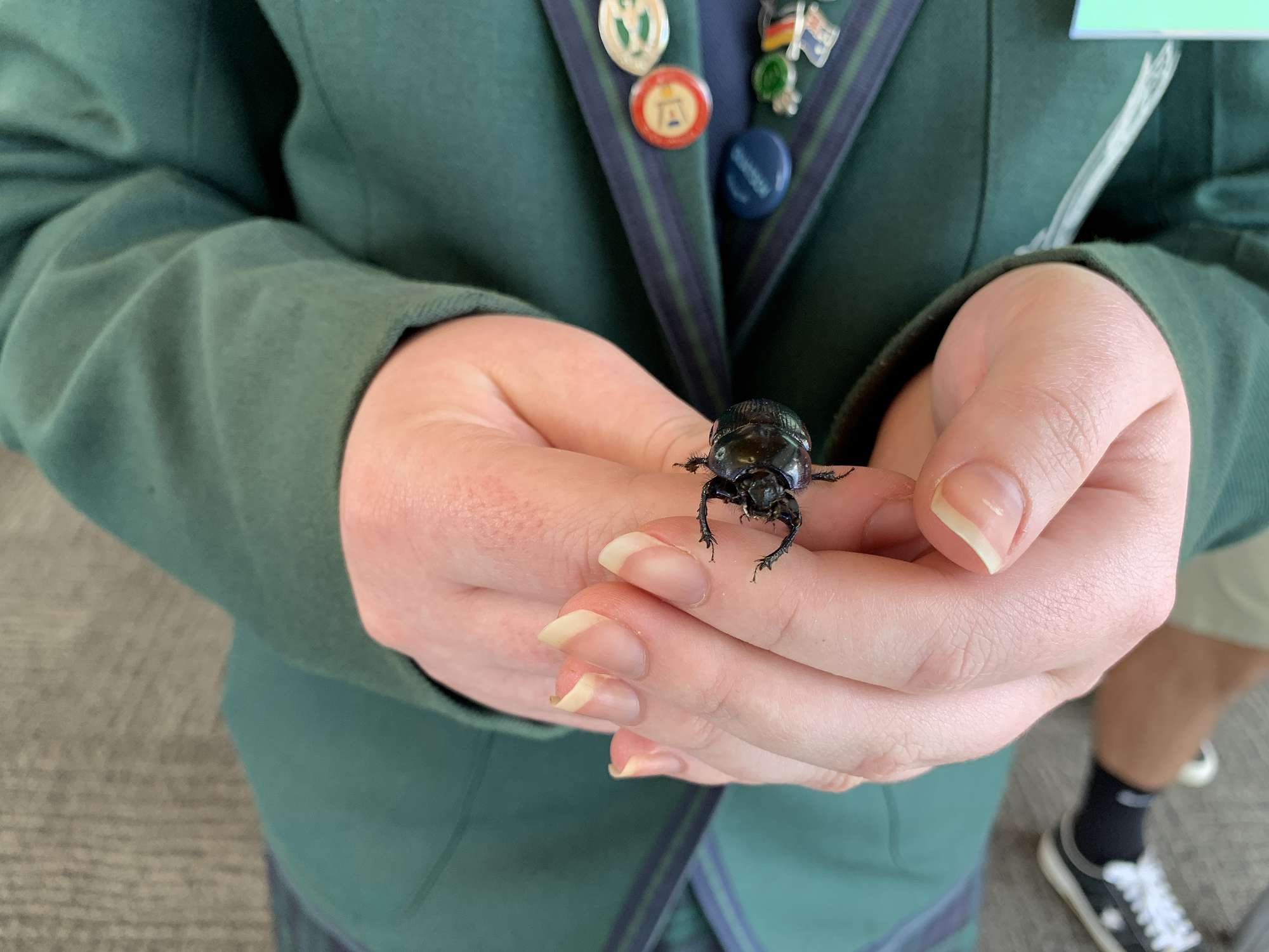 Agribusiness Dung Beetle Seminar