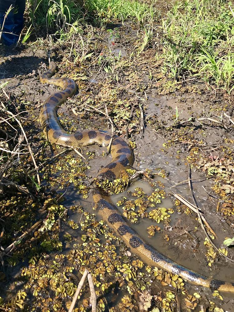 gumboots anaconda