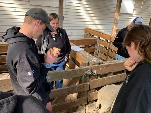 Future Sheep Competition