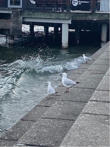 Hanging out with the gulls at Lake Wakatipu