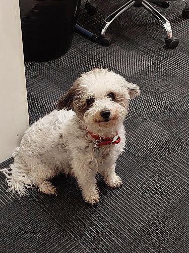 Every morning Eddie heads to see Ms Pasley for a treat, he has been sad not to see her this week as she recovers from covid.