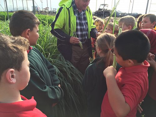 Smelling the delicious Lemongrass