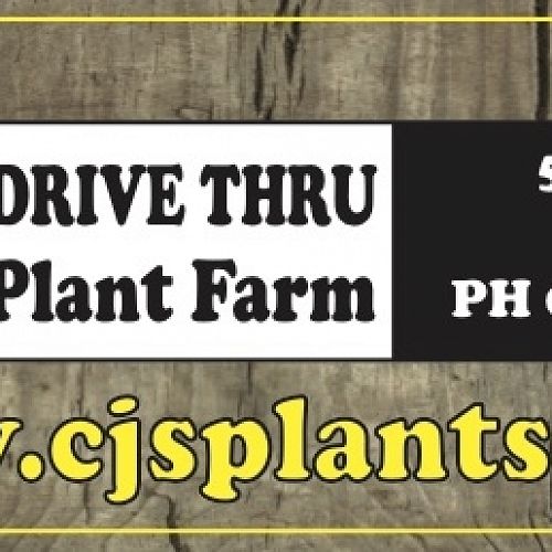 CJ's Plants