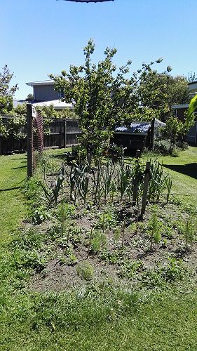 What's Growing in Term 4 2018