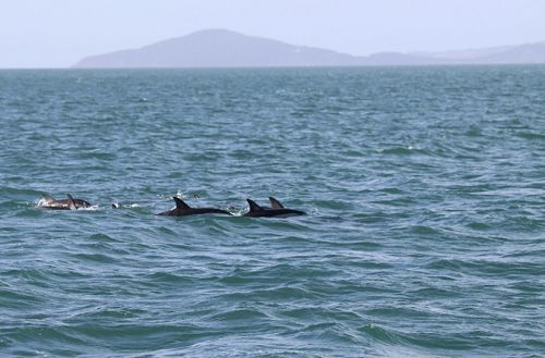 Dolphins in the Hauraki Gulf