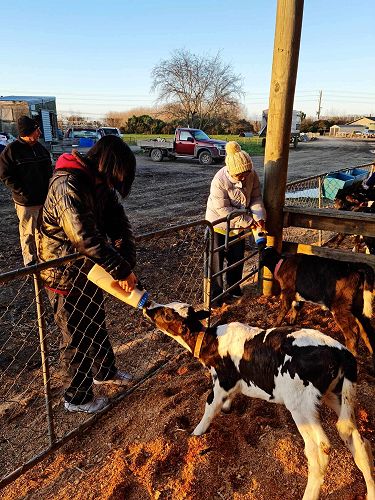 Mollisa & Karea feeding calves