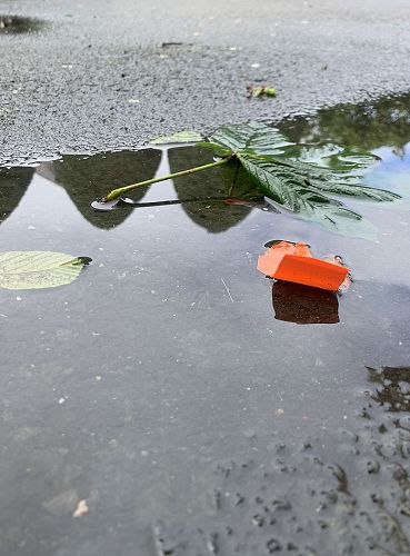 Ellen's photograph for the topic "Reflections without a Mirror".