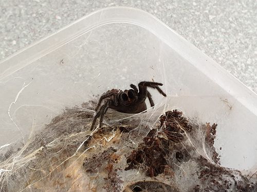 Orokanui Ecoscantury