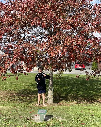 The Oak Tree from Waikuku