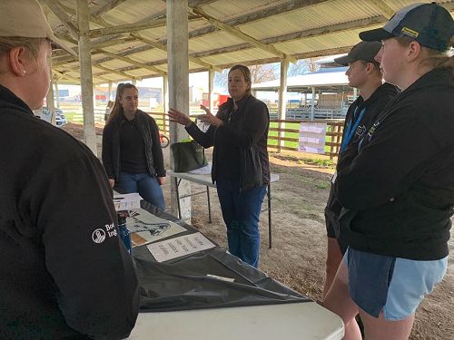 Future Sheep Competition