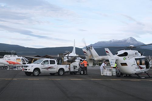 Lobsters were carried onto a waiting chartered aircraft