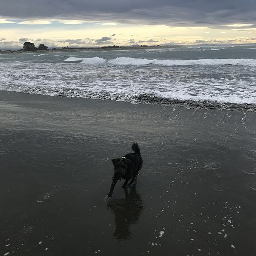 "My dog Benson" a Year 10 photo from lockdown