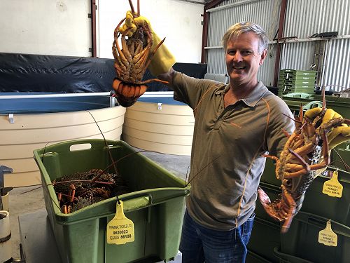 Mark Wheeler shows off the local packhorse crays.