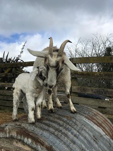 Milly and Caelie (C9-2020) were placed at a farm in Taranaki. 