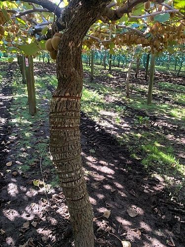 Year 11 ag/hort trip