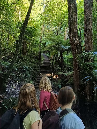 Class 4 students looking towards the stairs that lead to the lookout on Kāpiti Island