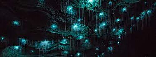 We learnt about glowworms!