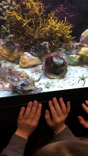 Video: octopus vs octopus vs crab- who will win?