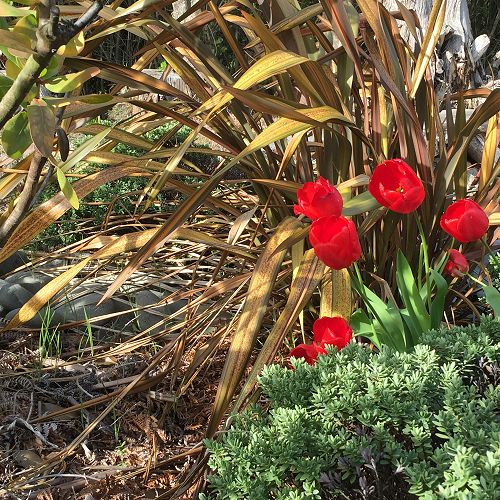 Tulips in the shrubbery 