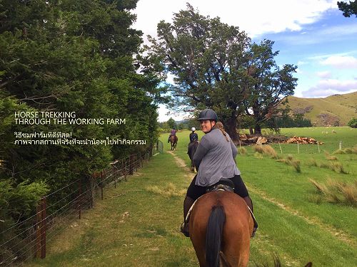 Horse Riding | Springfield 