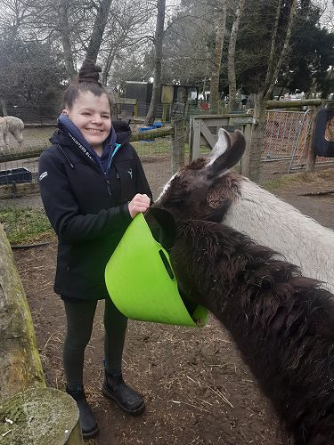 Feeding llamas smiling