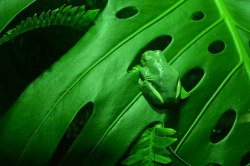 A Frog's Life by Aidan Forbes (entered into the Animal category)