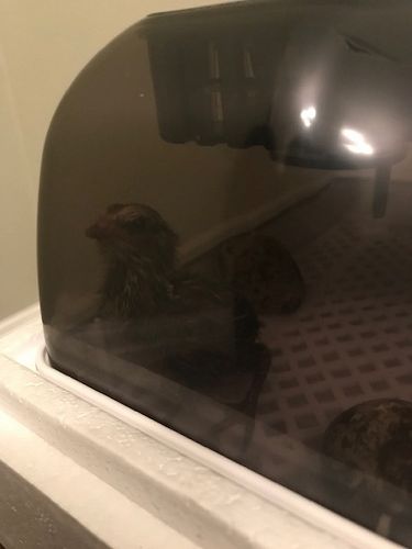 Rafaello in Isolation, first 24 hours in the incubator