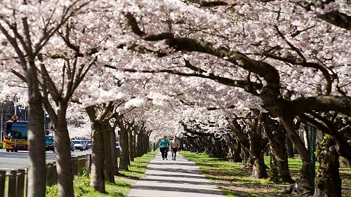 Hagley Park in full bloom