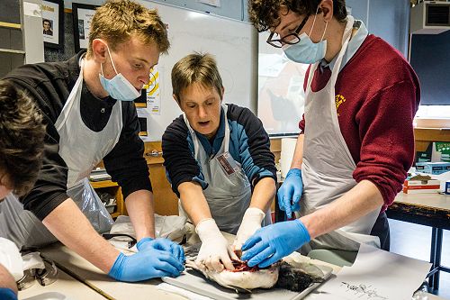 Penguin Dissection in Biology