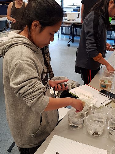 Altha Zamora investigates the relationship between salinity and time taken for the half crab to turn over.