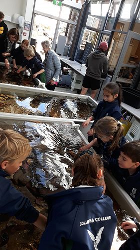 Learning about animals in the touch tank.