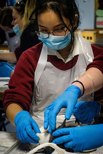 Penguin Dissection in Biology