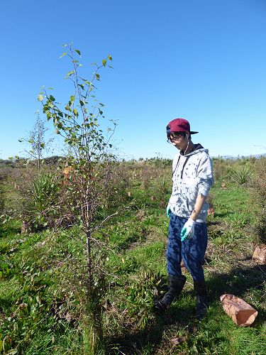 Yusuke volunteering at Travis County Wetlands.