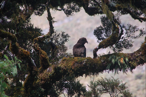 Kea by Lauren Gibbens (entered into the Animal category)