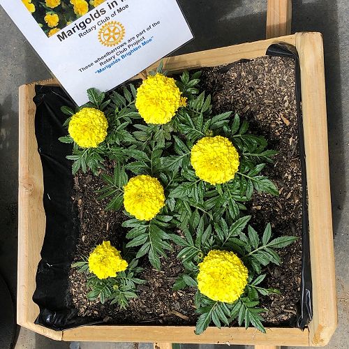 Marigolds in Moe