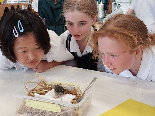 Art club keeping an eye on our little friend.