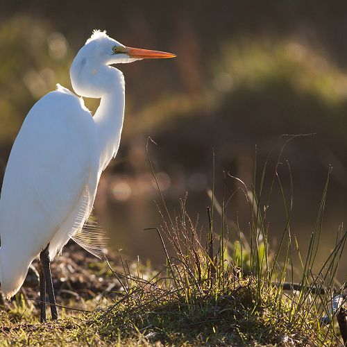 White Heron