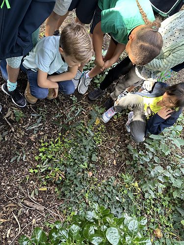 A moth vine creeping and attaching itself to other plants