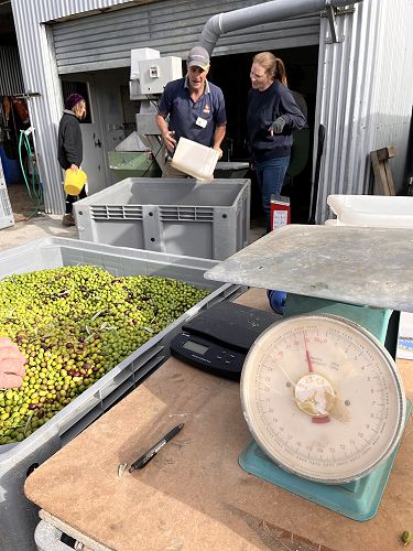 2023 Olive Community Pressing Day