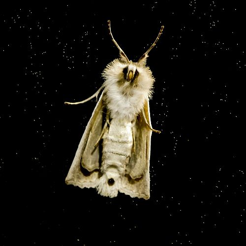 Jack Aubin, Year 11 received Highly Commended 