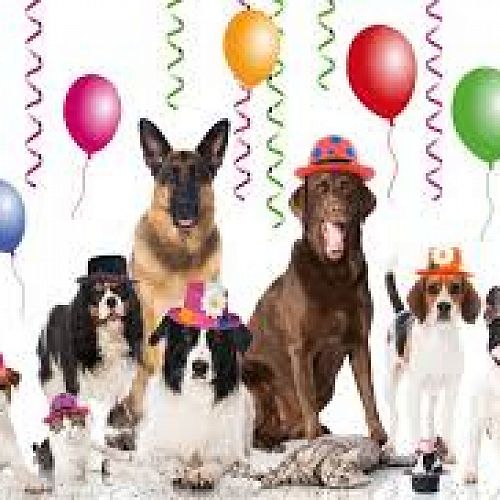 PET DAY   Friday 24th November 9-11am